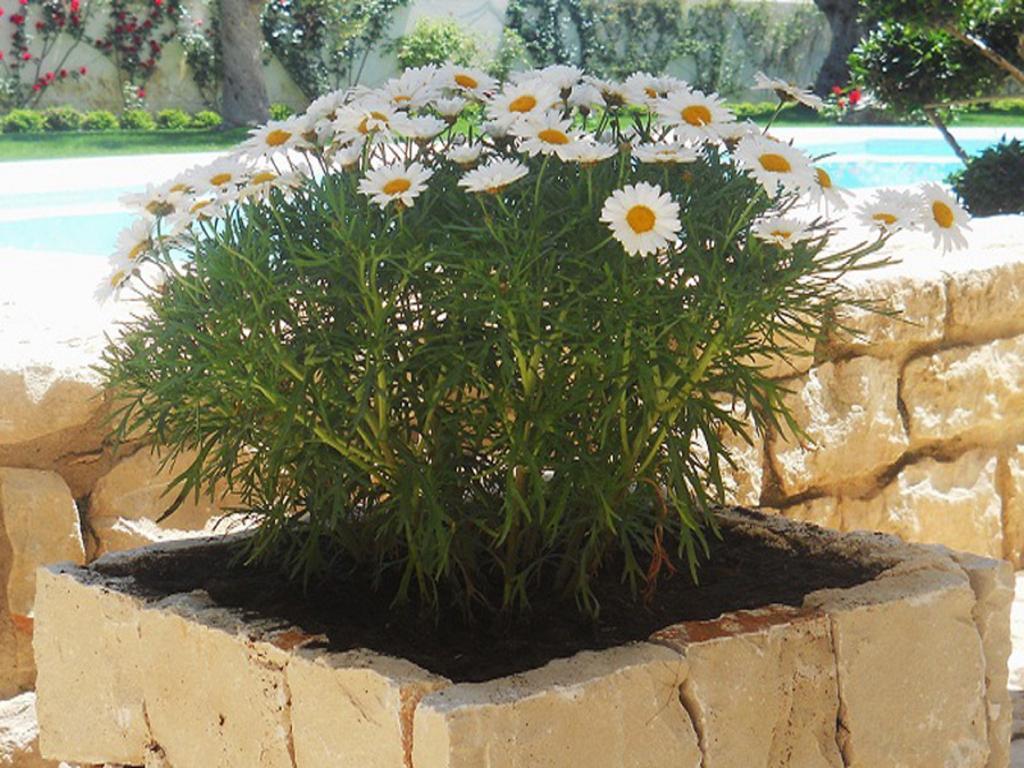 Il Giardino Dei Carrubi Villa Donnalucata  Dış mekan fotoğraf